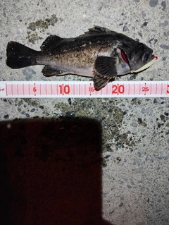 クロソイの釣果