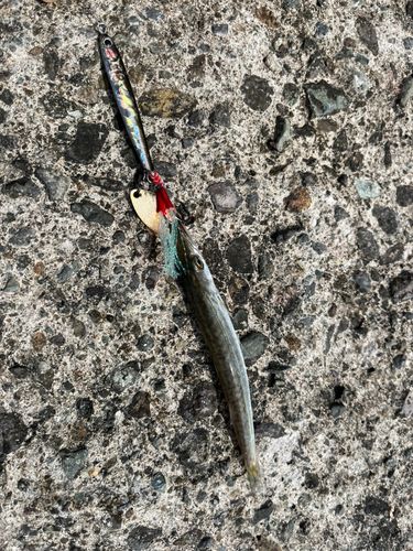 カマスの釣果