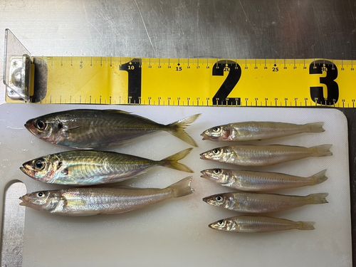 シロギスの釣果
