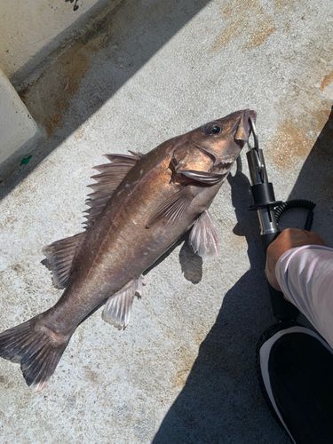 アラの釣果