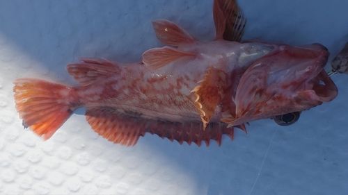 カサゴの釣果