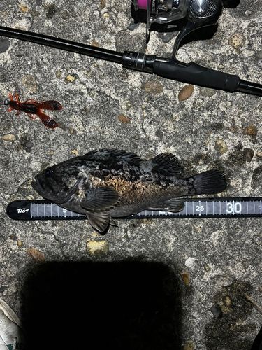 クロソイの釣果