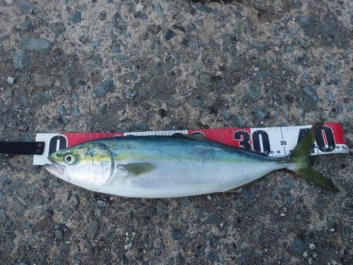 イナダの釣果