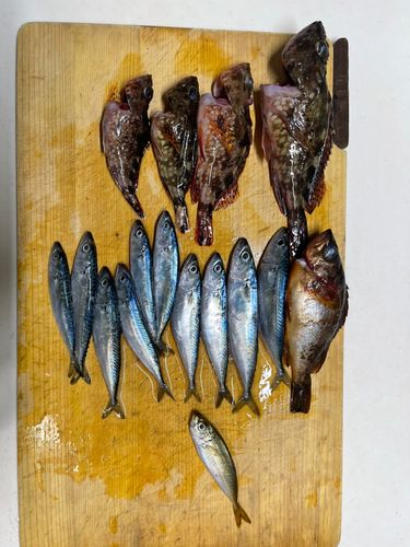 サバの釣果