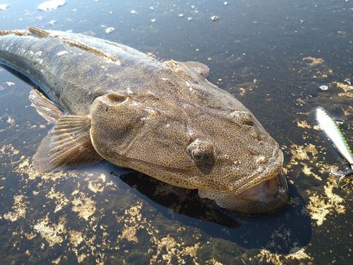 コチの釣果