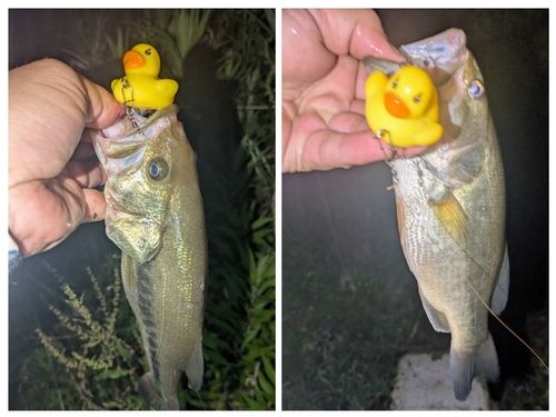 ブラックバスの釣果