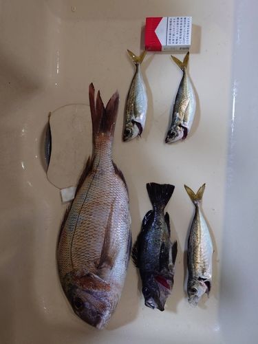 タイの釣果
