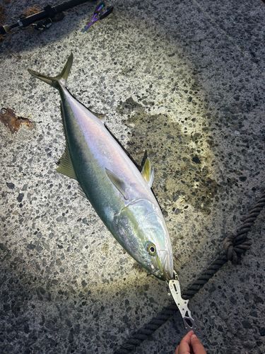 ブリの釣果