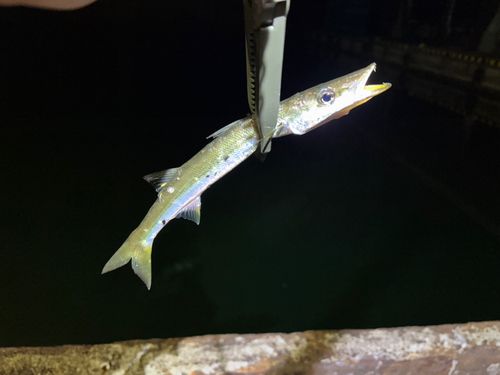 カマスの釣果