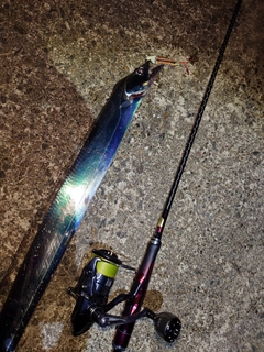タチウオの釣果