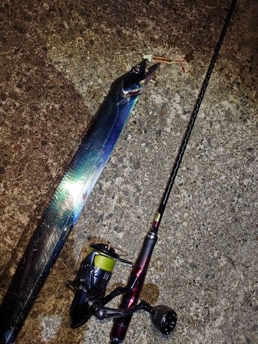 タチウオの釣果