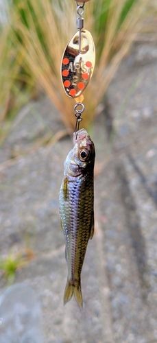 モロコの釣果