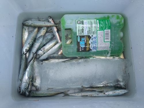サバの釣果