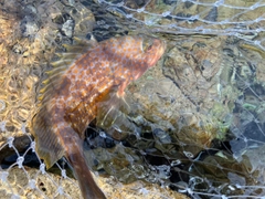 キジハタの釣果