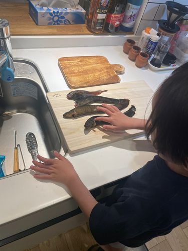 ギンポの釣果