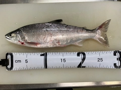 シラメの釣果