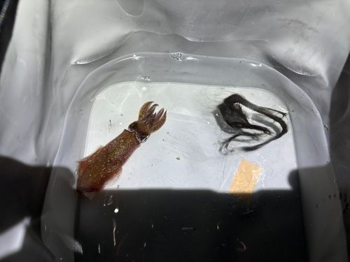ヒイカの釣果