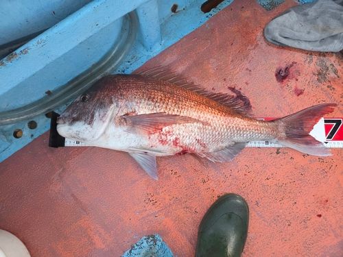 タイの釣果
