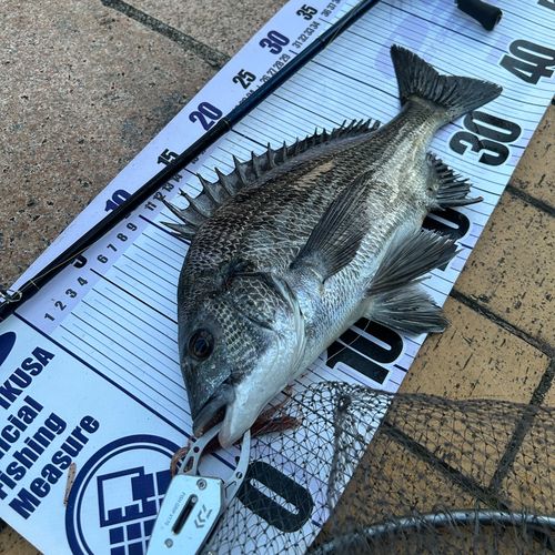 クロダイの釣果