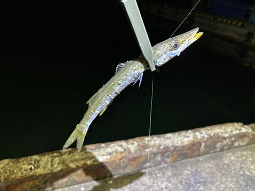 カマスの釣果