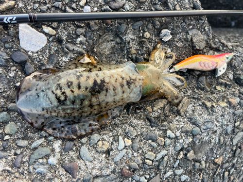 アオリイカの釣果
