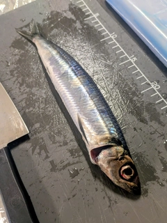 ウルメイワシの釣果