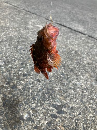 イトヨリダイの釣果