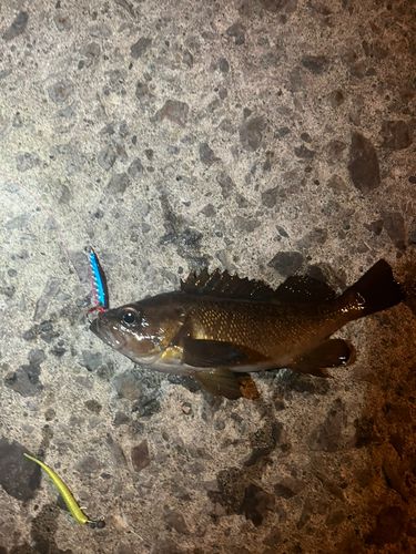 ソイの釣果