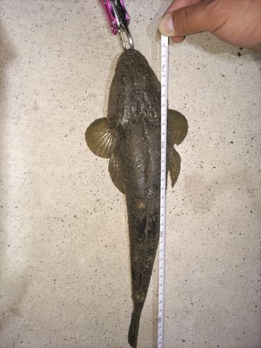 マゴチの釣果