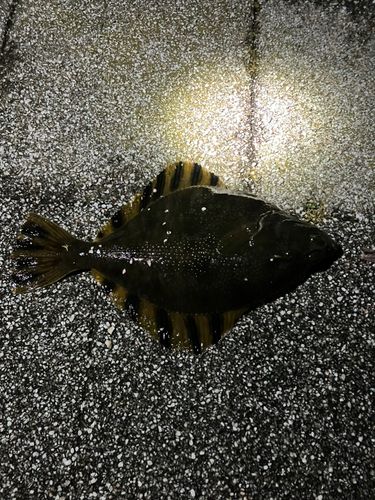 ヌマガレイの釣果