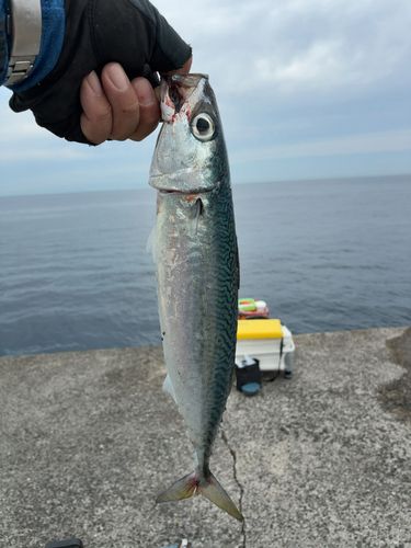 ゴマサバの釣果