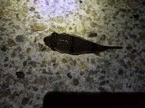 フグの釣果