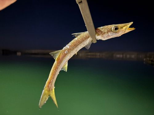 カマスの釣果
