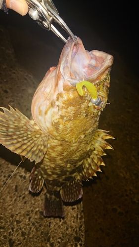 カサゴの釣果