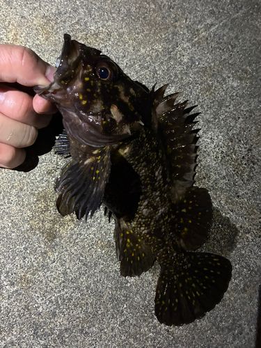 ソイの釣果