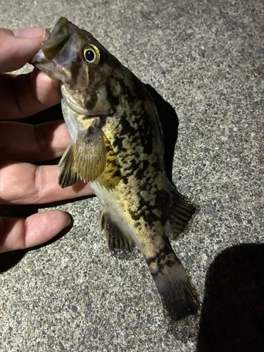 ソイの釣果