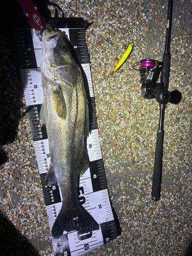 シーバスの釣果