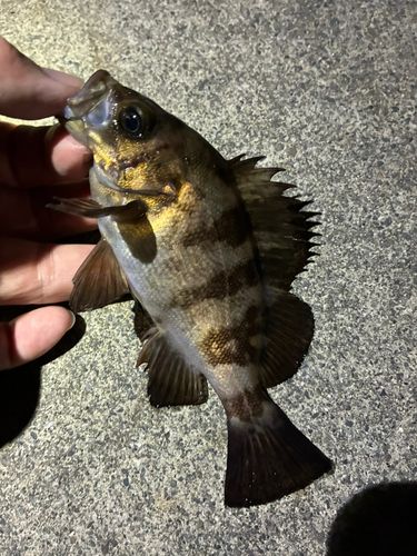 メバルの釣果