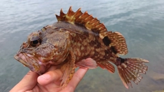 ガシラの釣果
