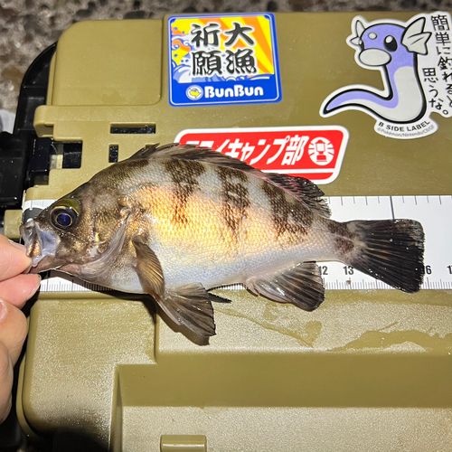 メバルの釣果