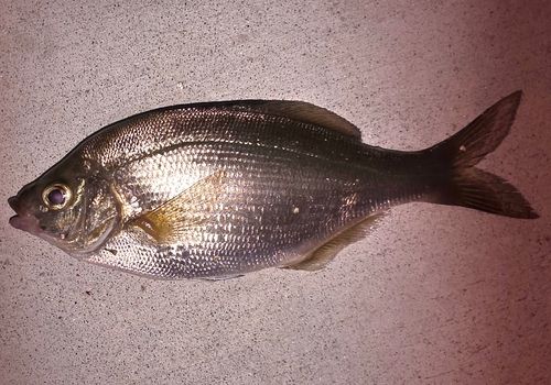 ウミタナゴの釣果