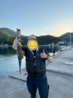 マゴチの釣果