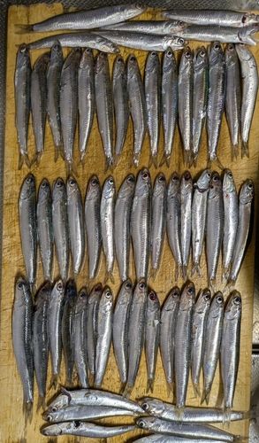カタクチイワシの釣果