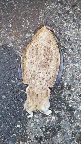 モンゴウイカの釣果