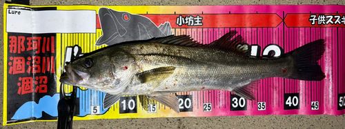 フッコ（マルスズキ）の釣果
