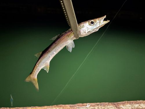 カマスの釣果