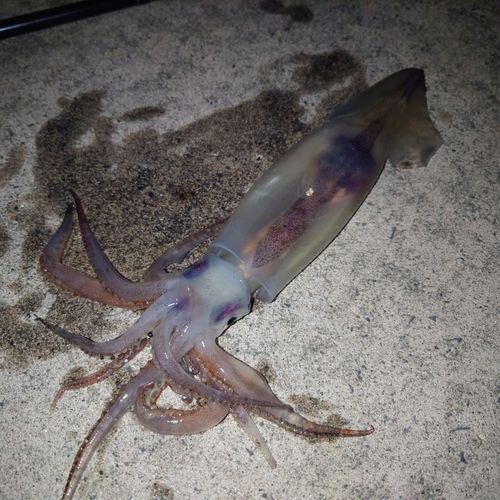 ケンサキイカの釣果