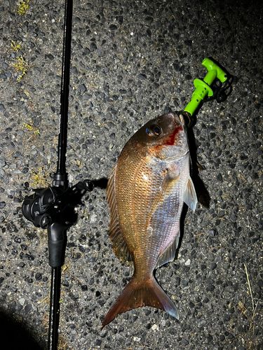 タイの釣果