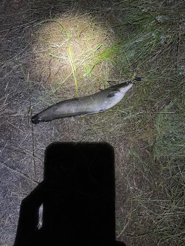 ナマズの釣果