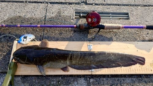 マナマズの釣果